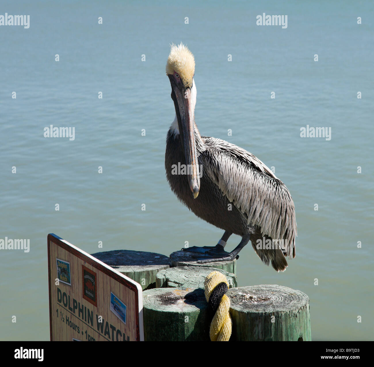 Brown Pelican (Pelecanus Occidentalis) on the Boardwalk at John's Pass, Madeira Beach, Gulf Coast, Florida, USA Stock Photo