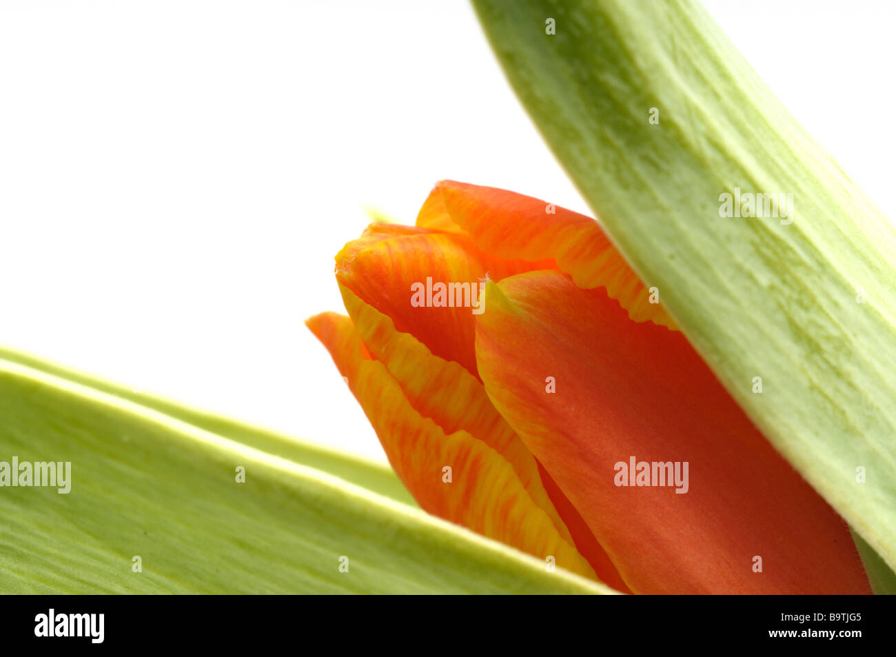 Fresh tulip on a white background Stock Photo - Alamy