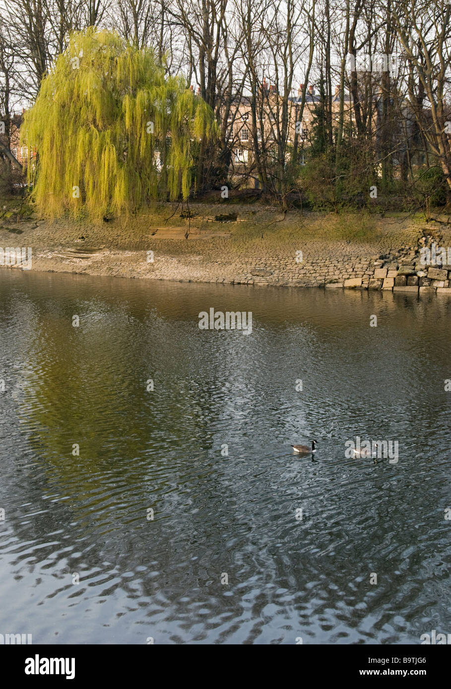 Willow tree on the bank of the River Thames with Canadian Geese Stock Photo