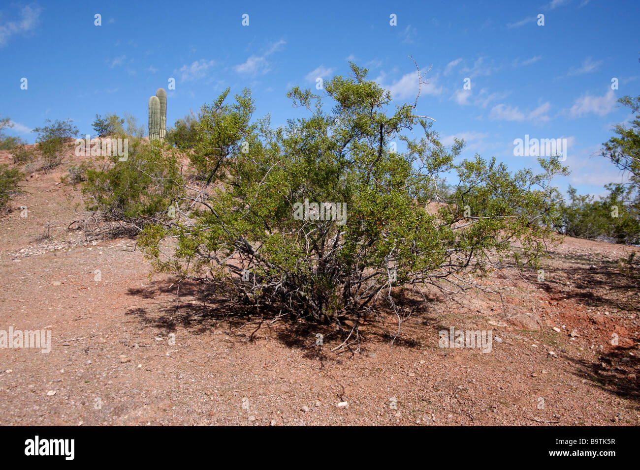 Creosote bush Larrea tridentata Arizona USA Stock Photo