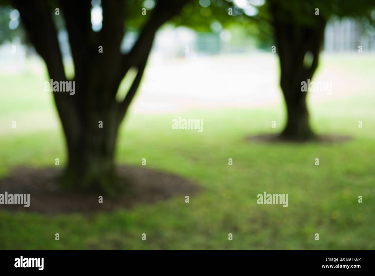 Bluured trees in a park Portland Oregon Stock Photo Alamy