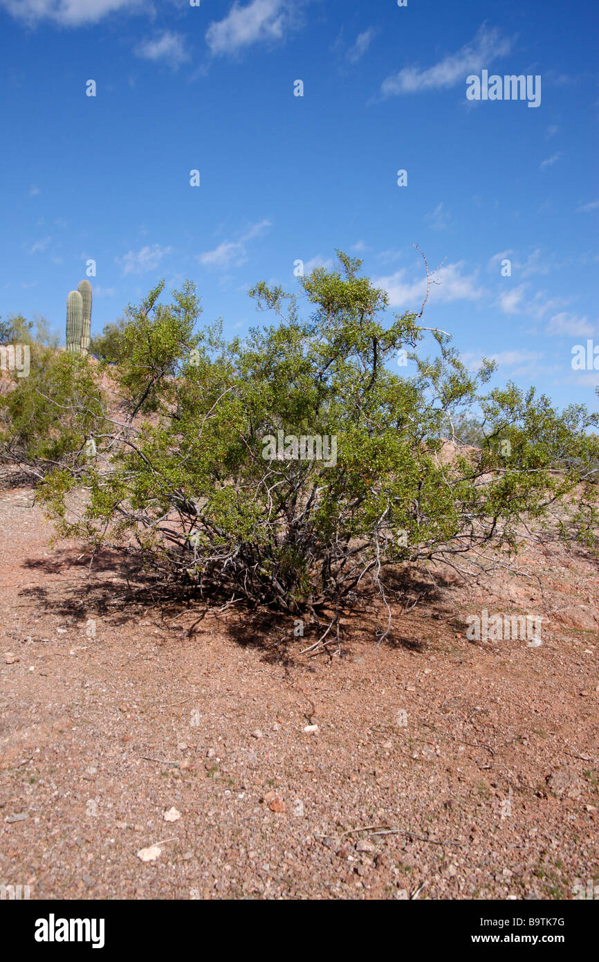 Creosote bush Larrea tridentata Arizona USA Stock Photo