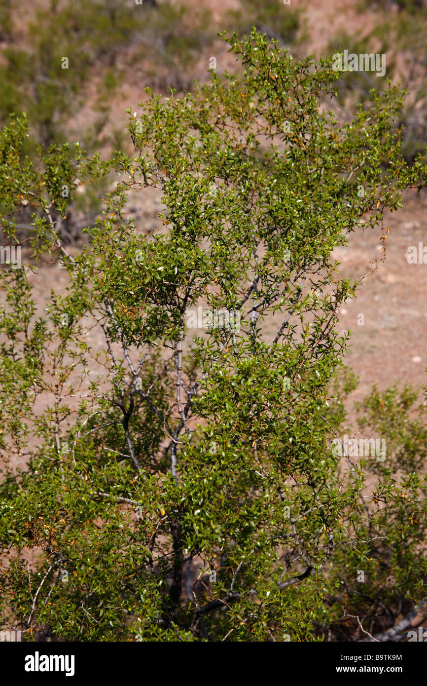 Creosote bush Larrea tridentata Arizona USA Stock Photo