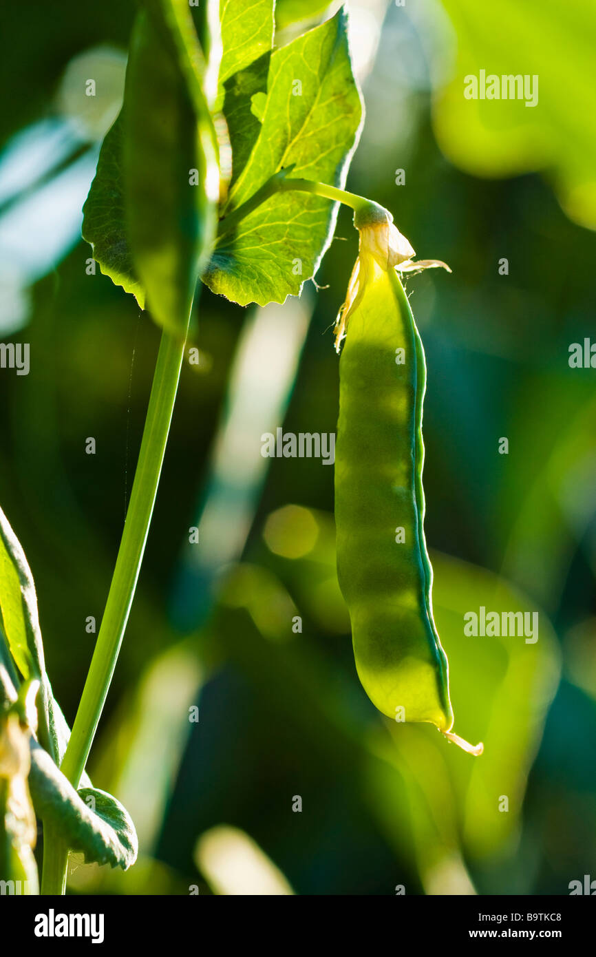 Pea pod plant hires stock photography and images Alamy