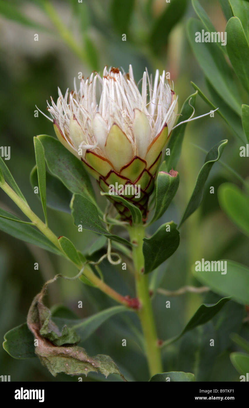 Lanceleaf Protea, Protea lanceolata, Proteaceae, Cape Province, South Africa Stock Photo