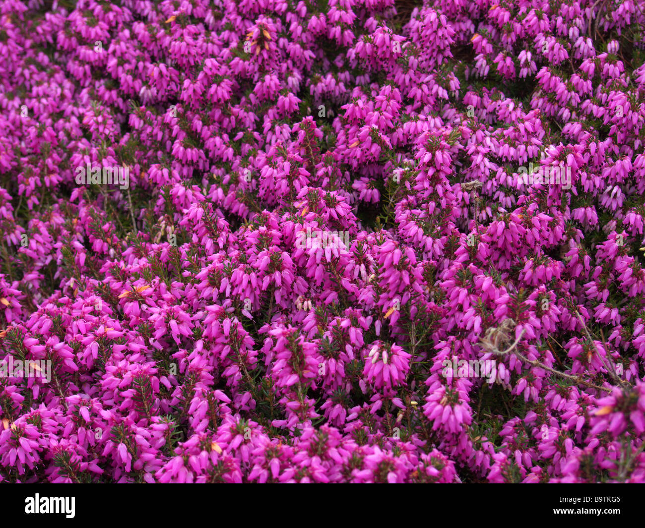Flowering Heather (Erica carnea) Stock Photo