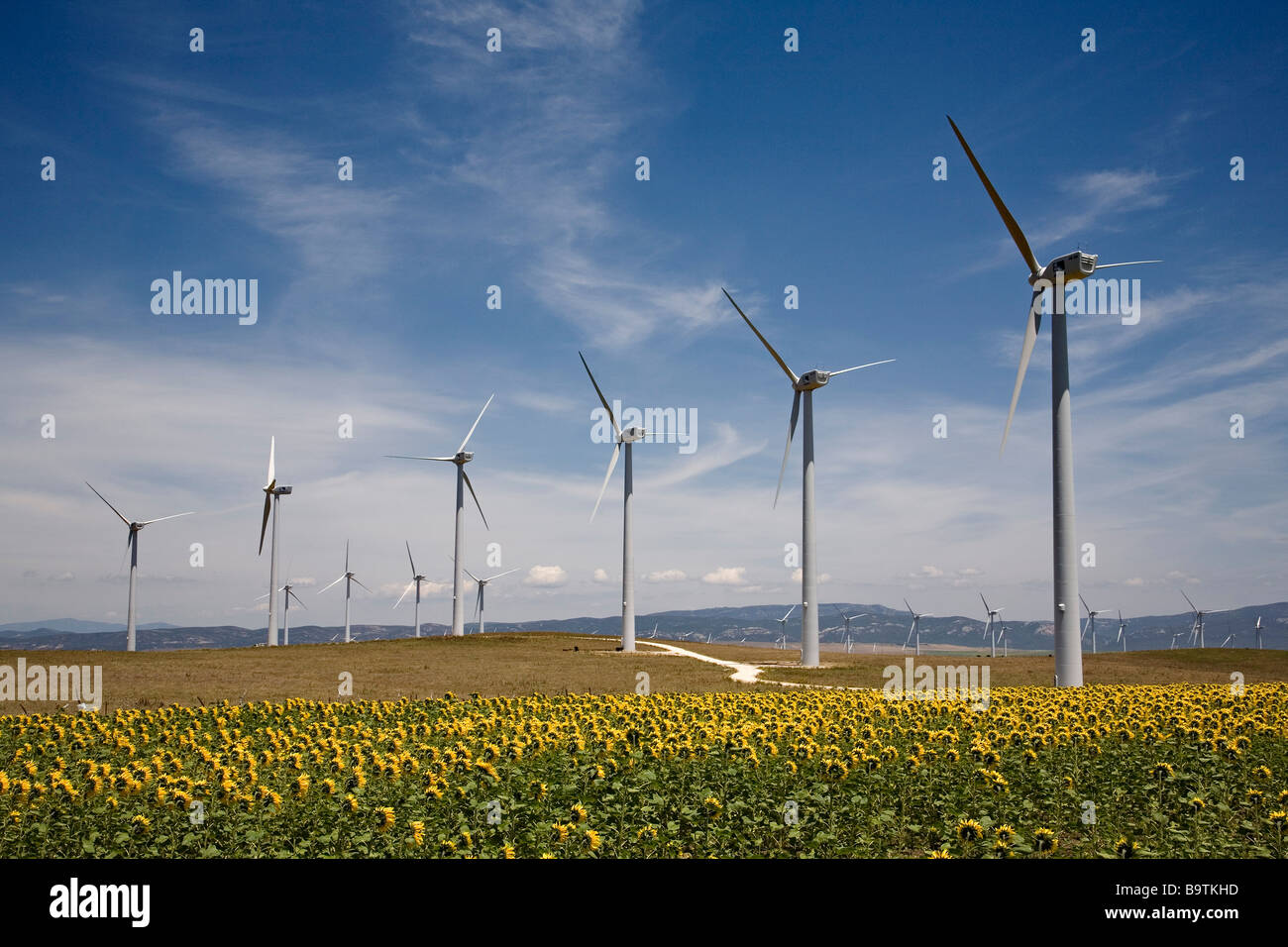 Wind Energy Windmills and Sunflowers Fields in Tarifa Cadiz Andalusia Spain Stock Photo