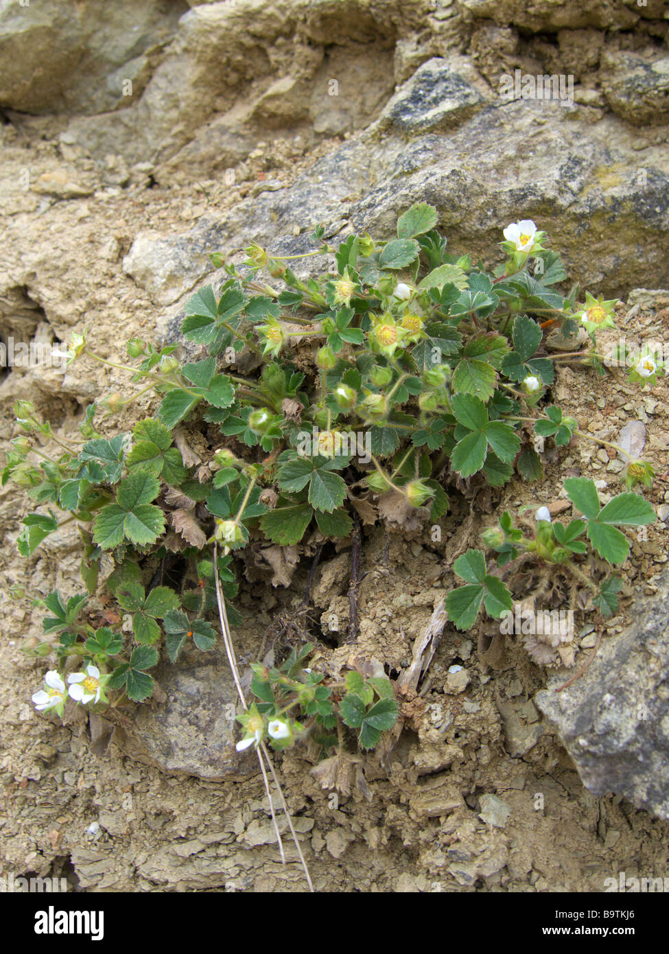 Wild Strawberry Fragaria vesca Stock Photo - Alamy