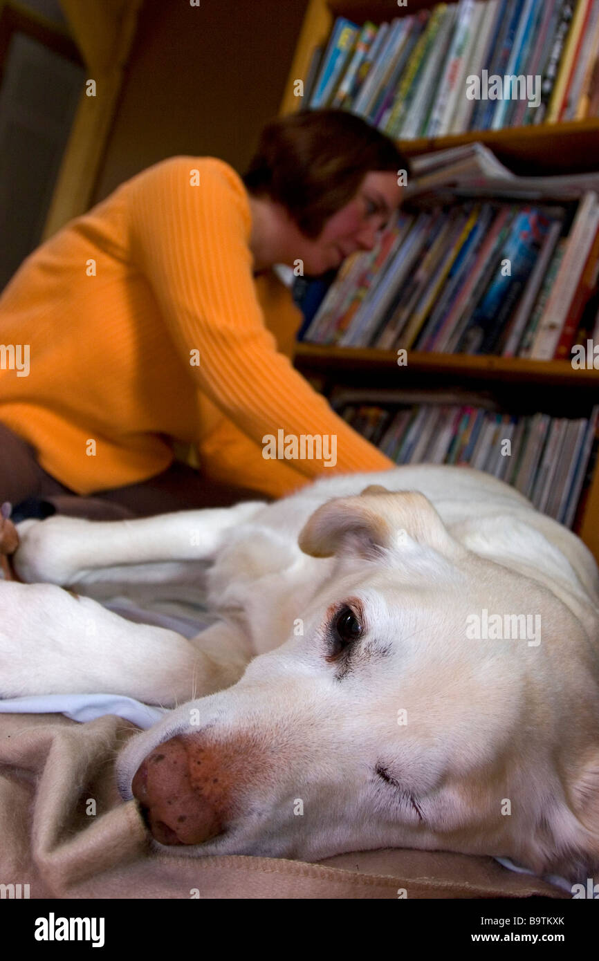 Dog getting massage from female masseuse Stock Photo