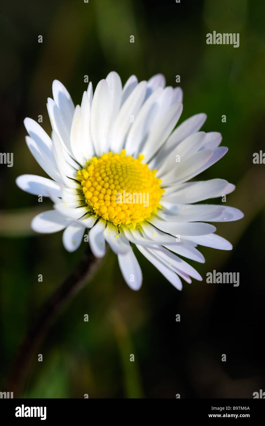 Common Daisy bellis perennis with yellow capitulum and white petals Stock Photo