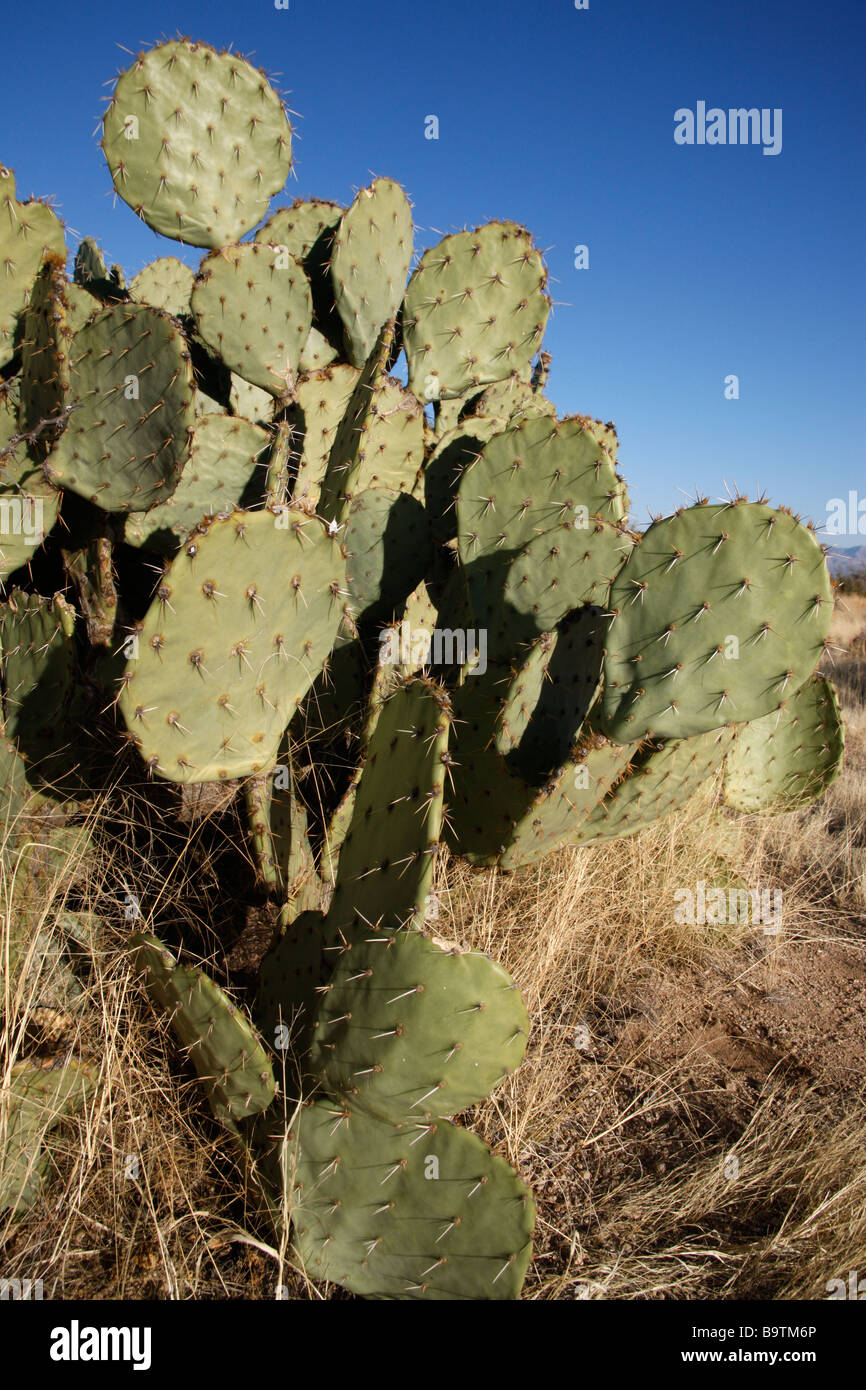 Engelmanns cactus or prickly pear Opuntia engelmannies Arizona USA Stock Photo