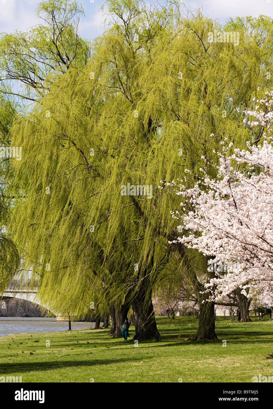 Willow tree in spring Stock Photo