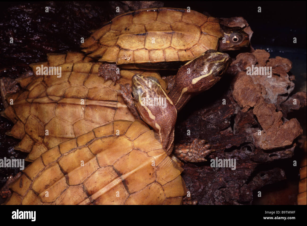 The black-breasted leaf turtle (Geoemyda spengleri), also commonly called the Vietnamese leaf turtle or the black-breasted hill turtle Stock Photo