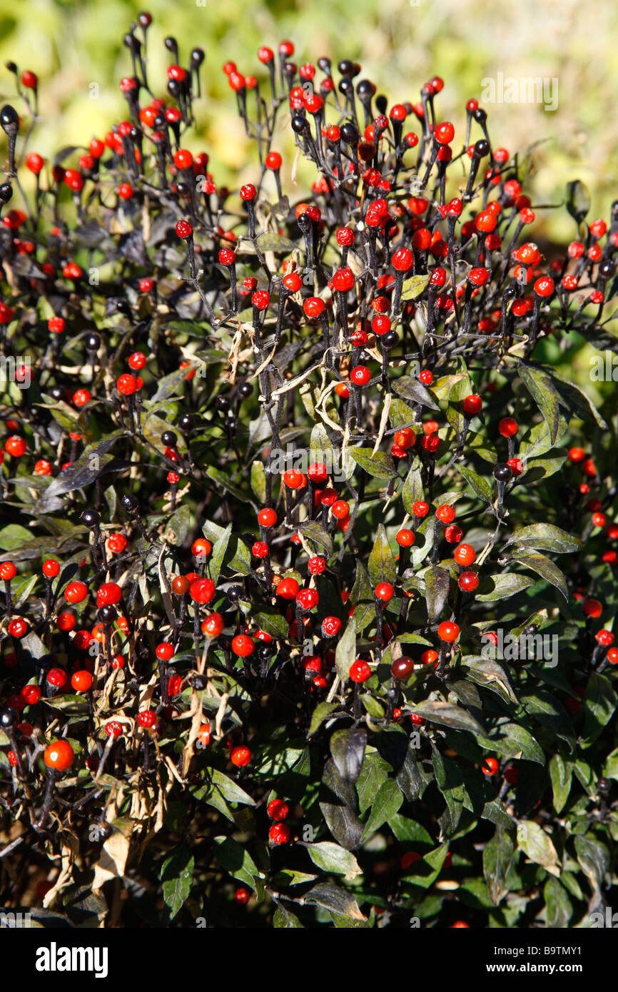 Black Chiltepin Capsicum annuum Arizona USA Stock Photo