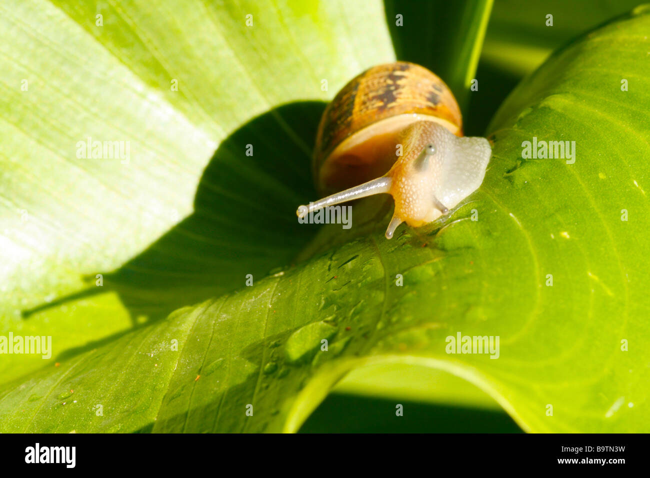 Snail slime trail hires stock photography and images Alamy
