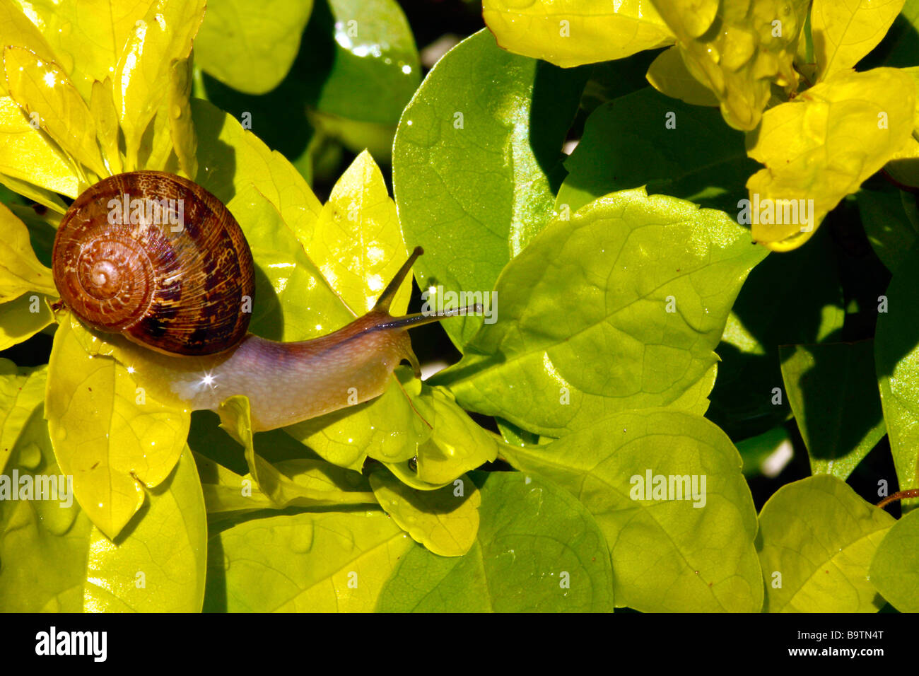 Garden snail on golden green leaves Stock Photo Alamy
