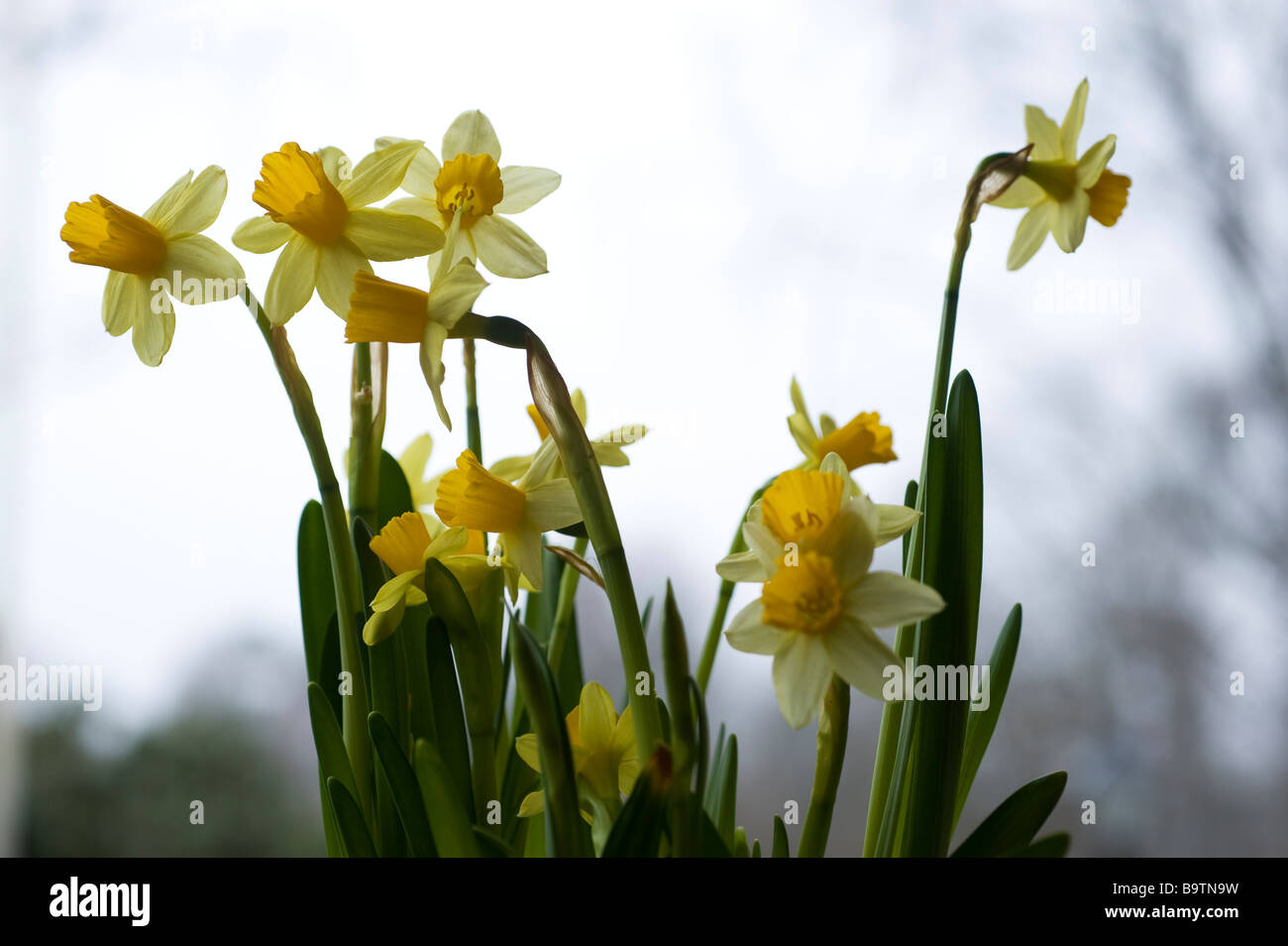 daffodil daff easter lily daffadowndilly Lent lily, Sweden Stock Photo