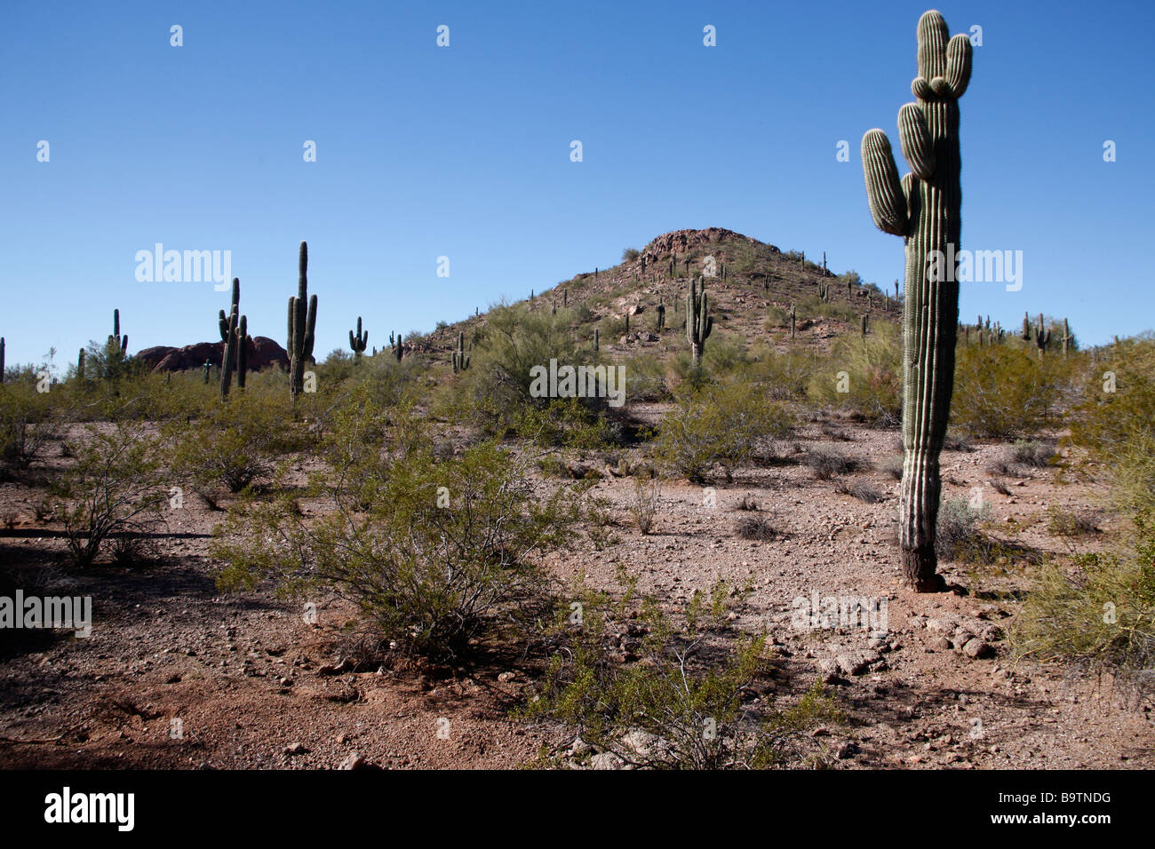 Cactus plants in desert Arizona USA Mostly saguaro cactus Stock Photo Alamy