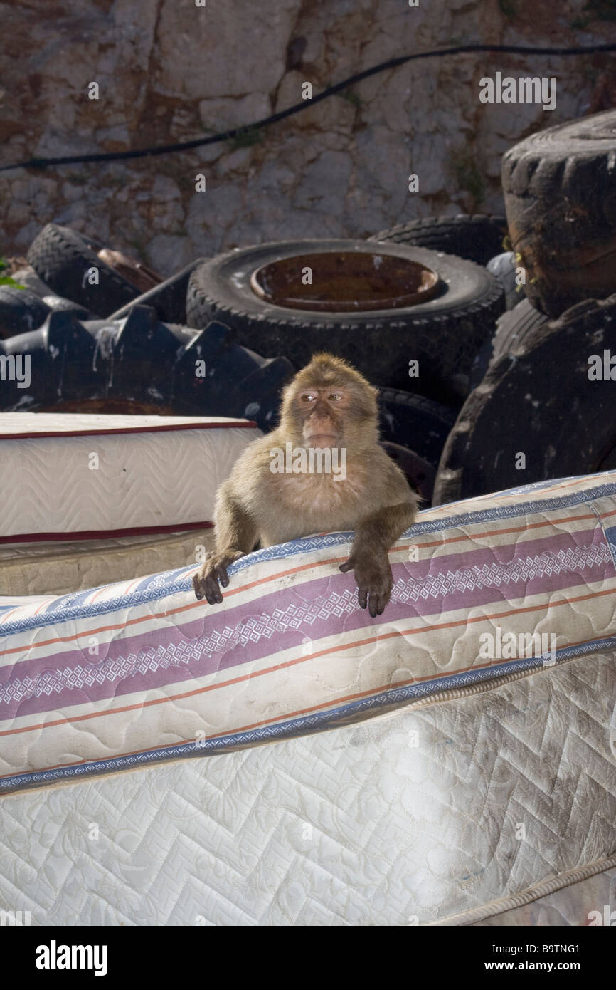barabary apes living on a rubbish tip in Gibraltar Stock Photo