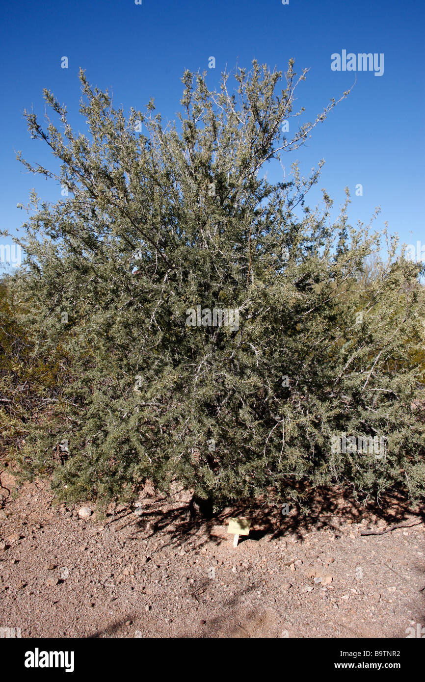 Desert Ironwood bush Olneya tesota Arizona USA Stock Photo