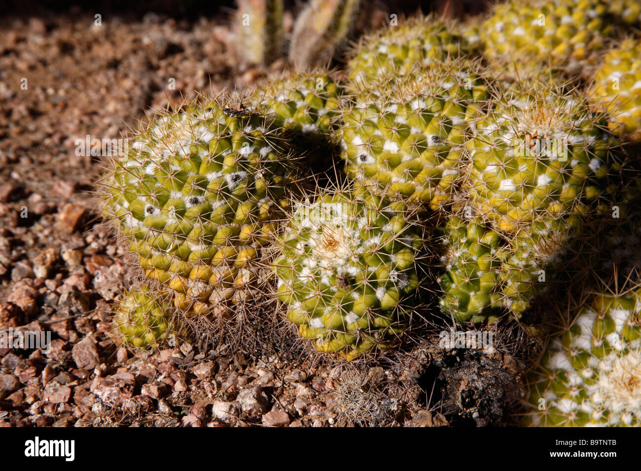 Mammillaria marksiana cactus Origin Mexico Stock Photo