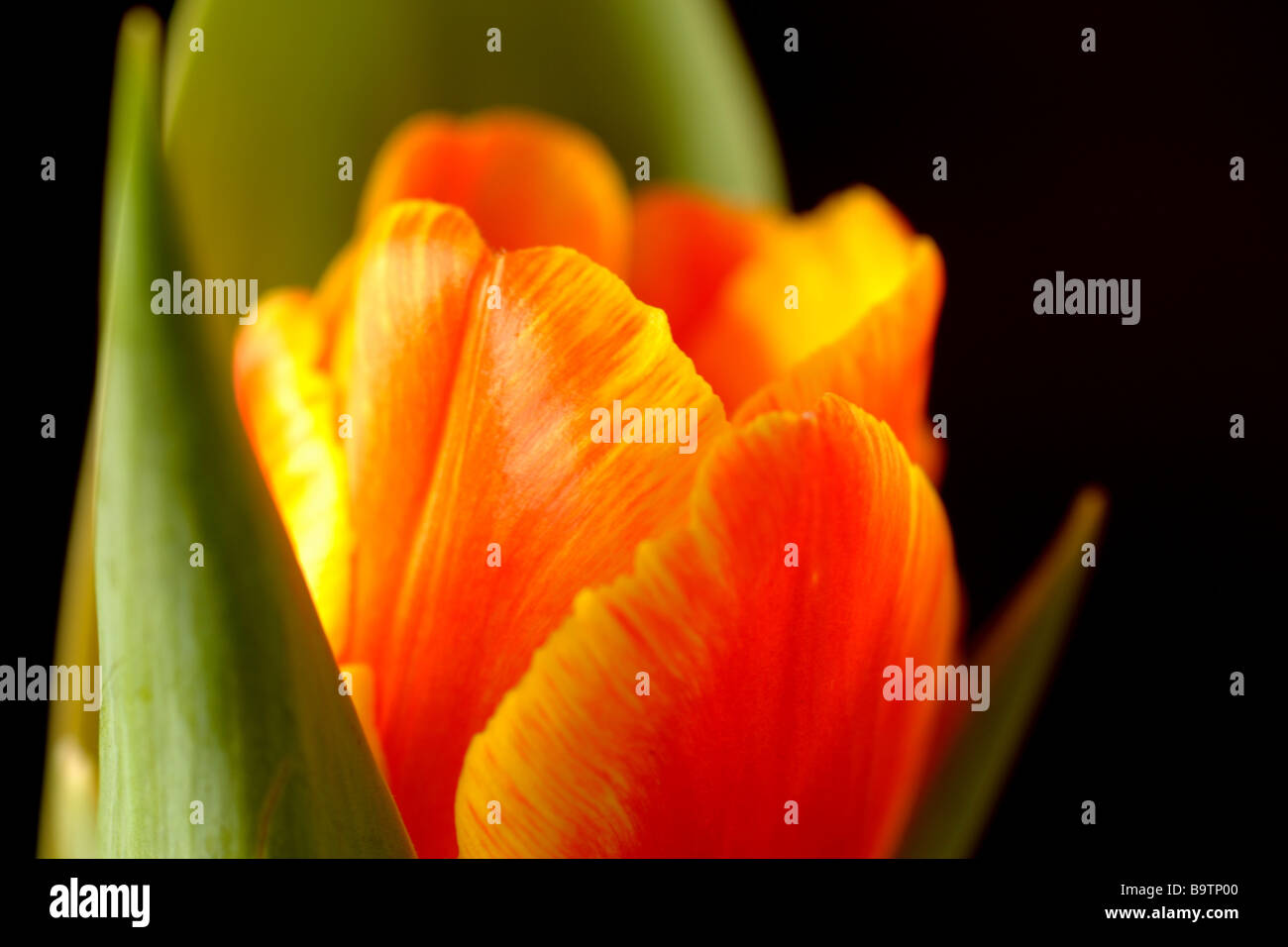 Close up fresh floral hi-res stock photography and images - Alamy