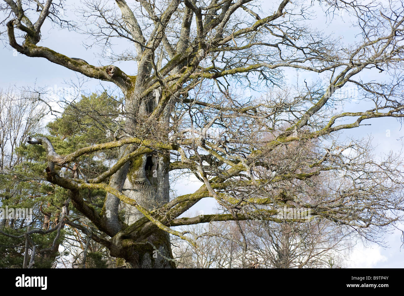Oak tree, Sweden Stock Photo Alamy