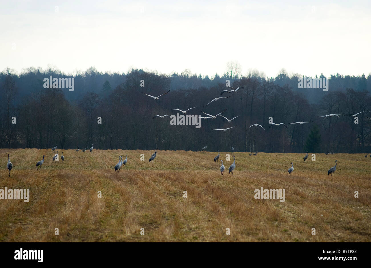 Cranes on and above a field, Sweden Stock Photo
