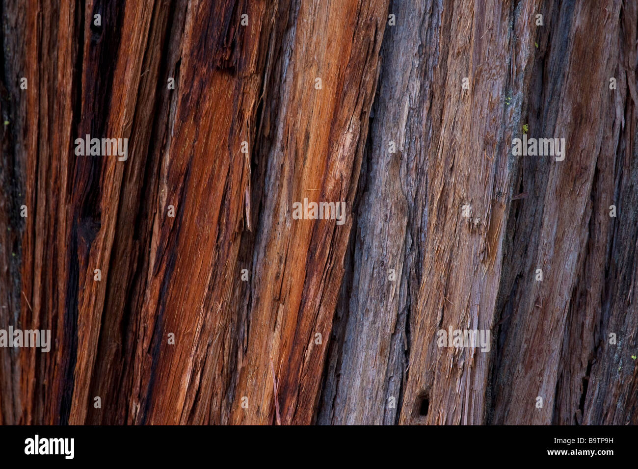Bark of an incense cedar Tree in Yosemite, California, USA Stock Photo