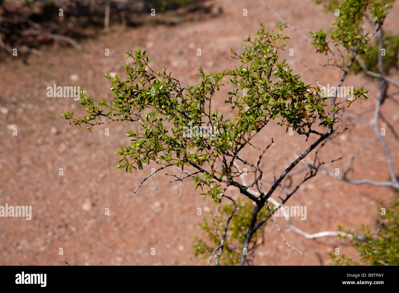 Creosote bush Larrea tridentata Arizona USA Stock Photo