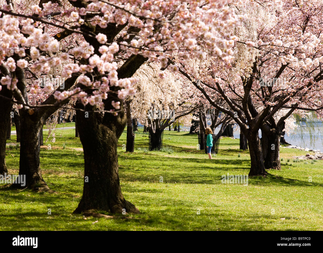 Cherry trees in full bloom Stock Photo - Alamy