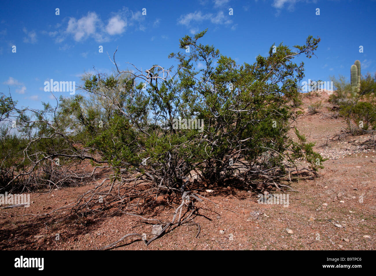 Creosote bush Larrea tridentata Arizona USA Stock Photo