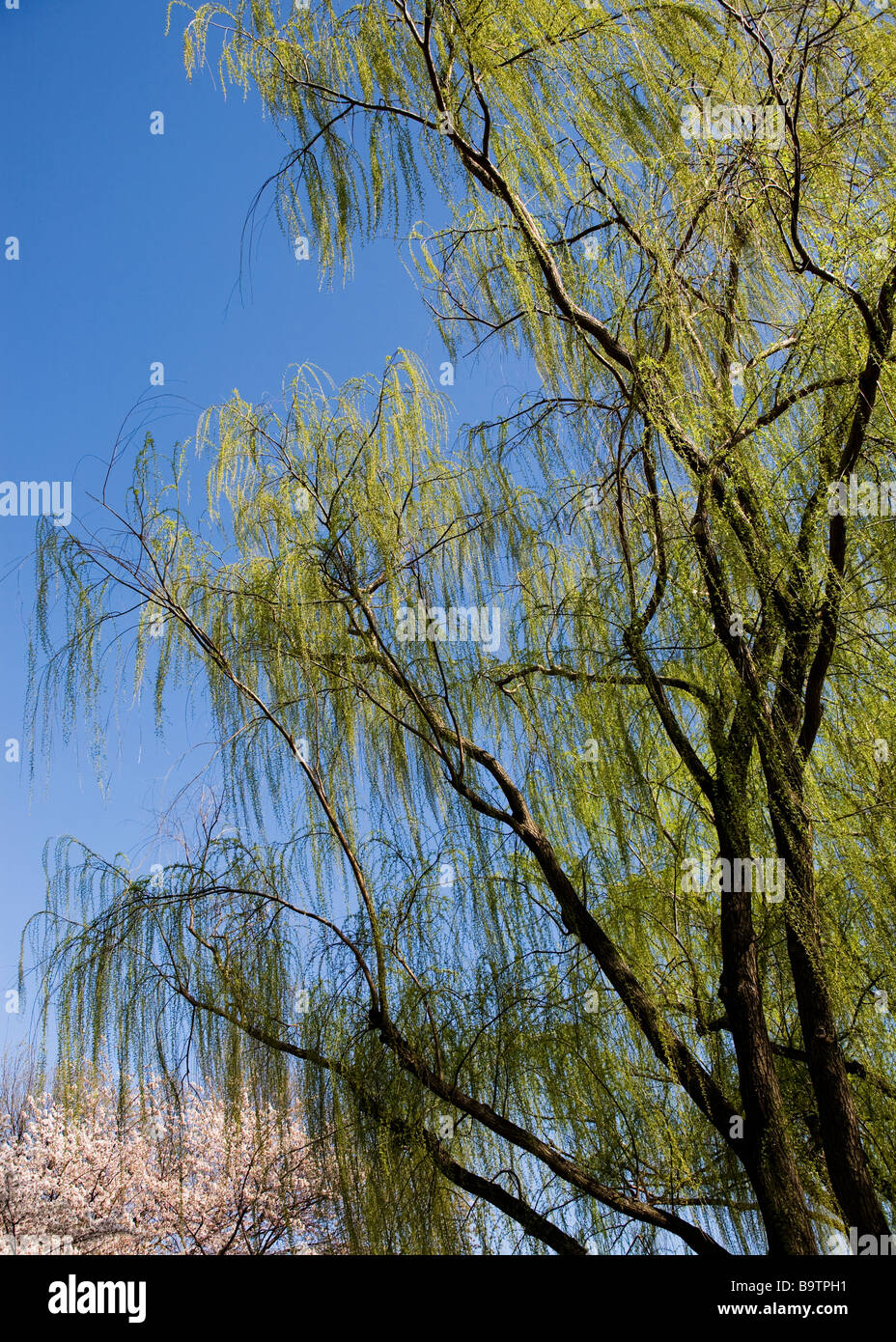 Willow tree in early spring Stock Photo - Alamy