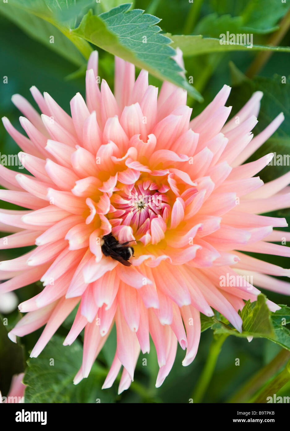 A bee in the petals of a Dahlia flower Stock Photo Alamy