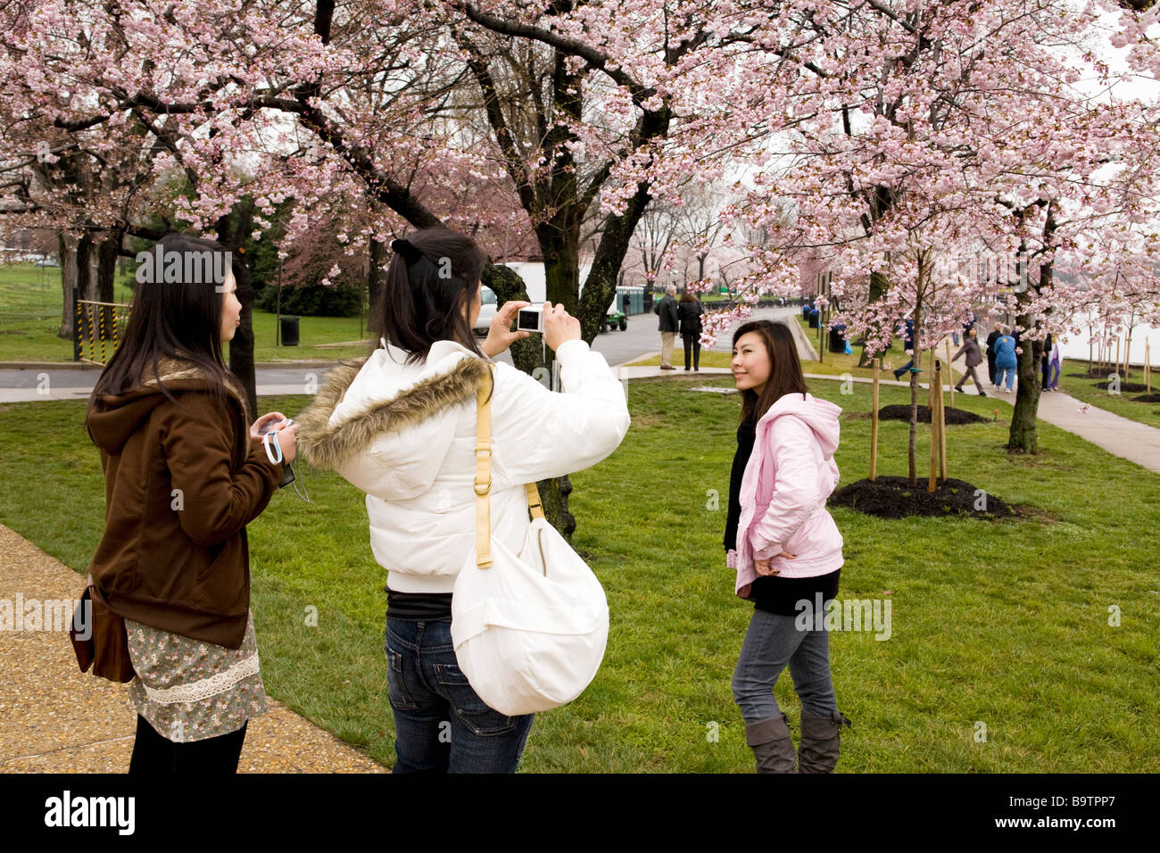 Asian female tourists taking pictures with cherry blossoms Stock Photo