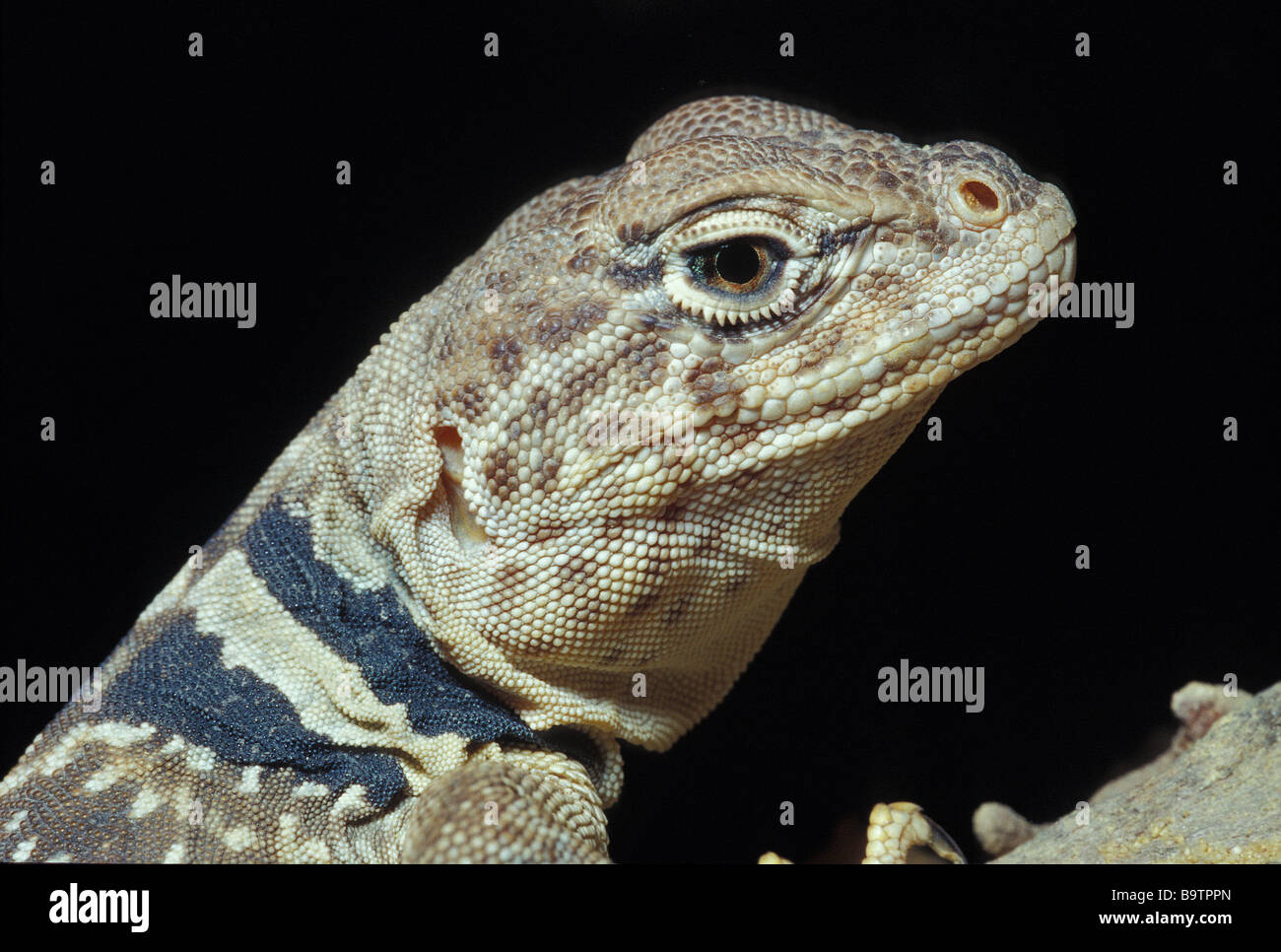 Oklahoma Collared Lizard, Crotaphytus collaris, Iguanidae, USA Stock