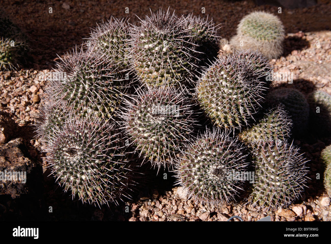 Mammillaria carnea cactus Mexico Stock Photo