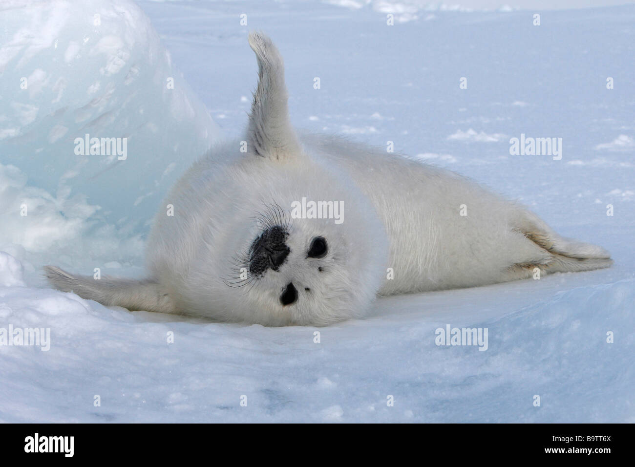 Harp Seal (Pagophilus groenlandicus). Playful pup (whitecoat) on ice Stock Photo