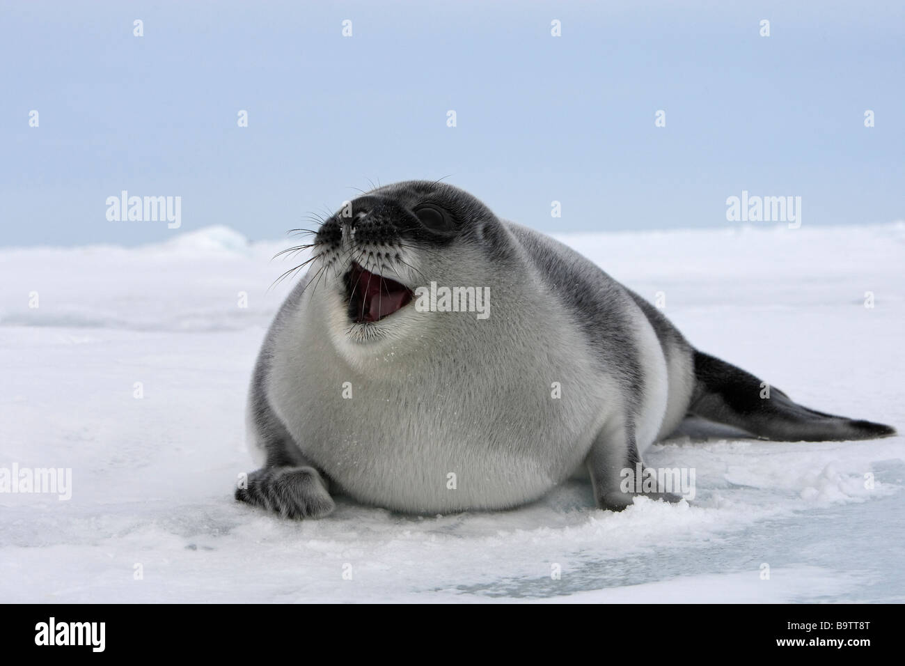 Hooded Seal (Cystophora cristata), calling baby (less than 4 days old) on ice Stock Photo