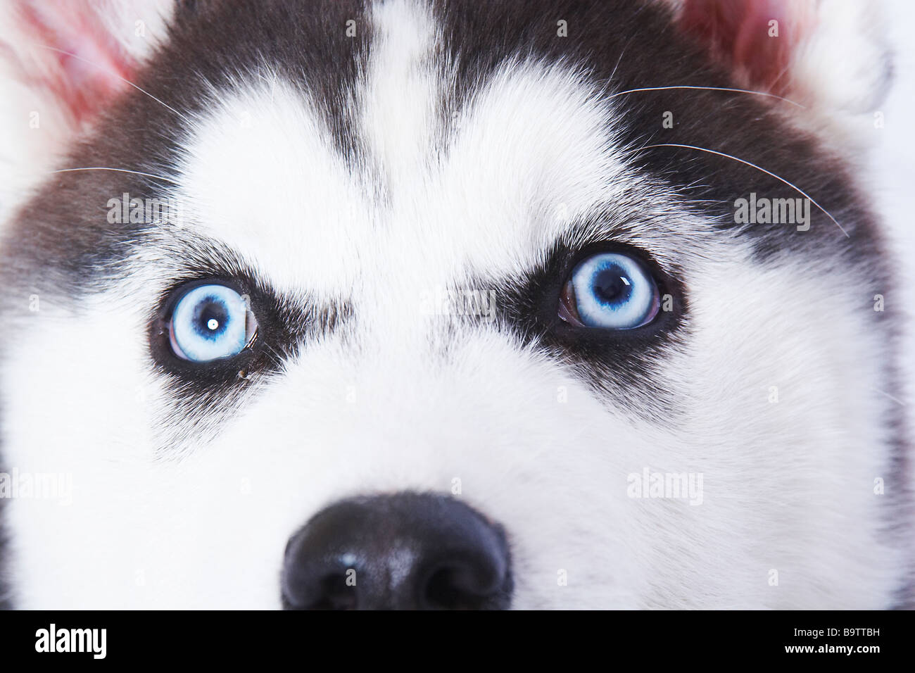 A Siberian Husky puppy Stock Photo - Alamy