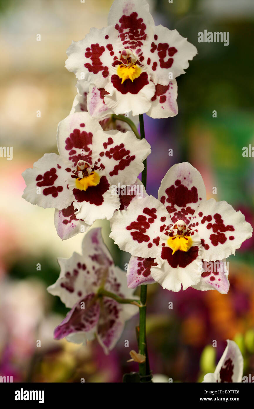Cambria Orchid Stock Photo