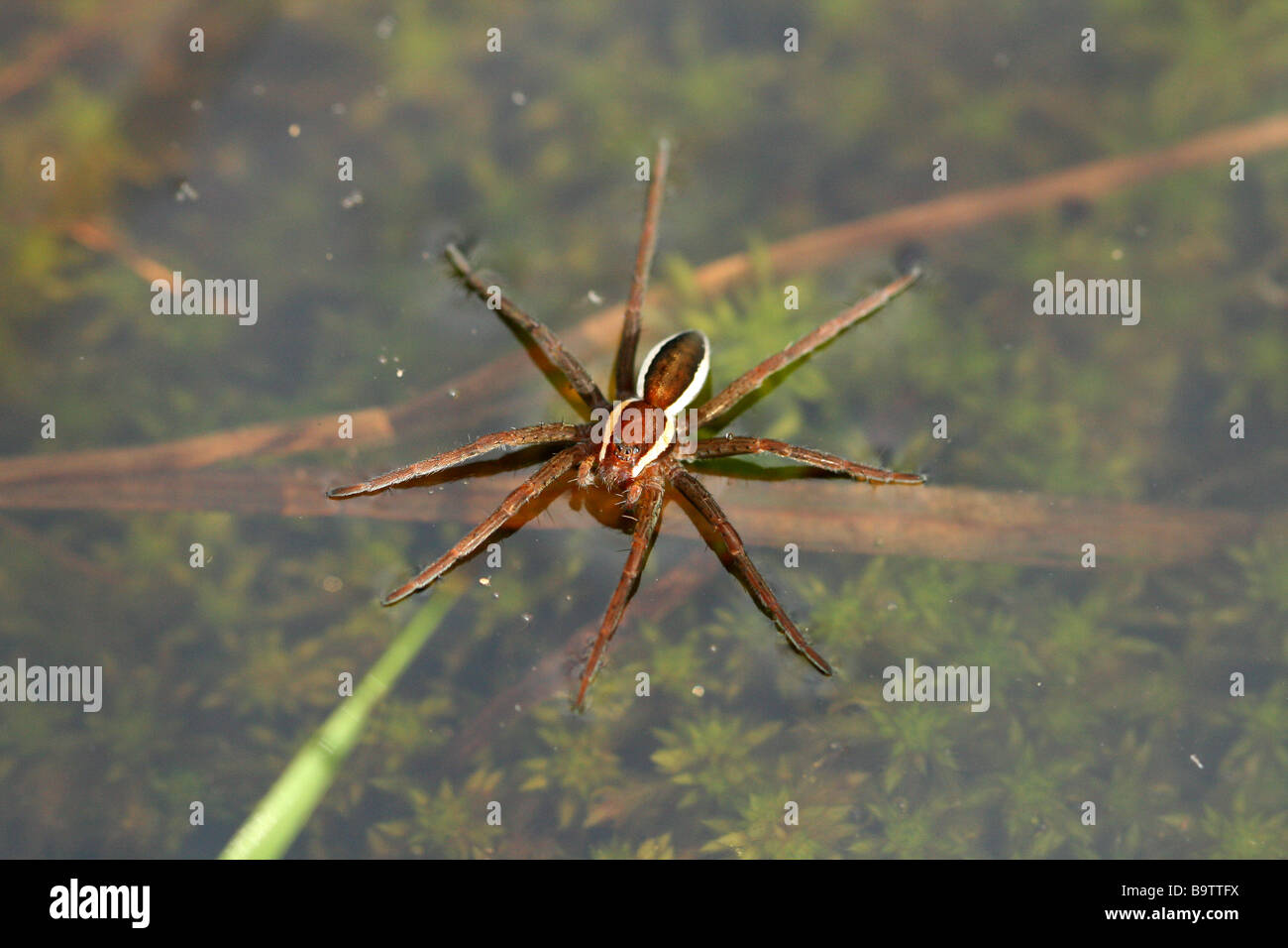 A Raft Spider Dolomedes fimbriatus is a water spider Stock Photo