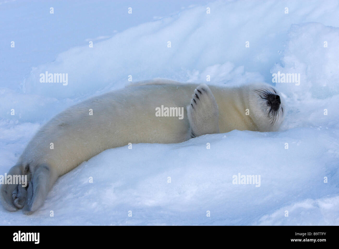 Harp Seal (Pagophilus groenlandicus). Pup (whitecoat) sleeping on ice Stock Photo