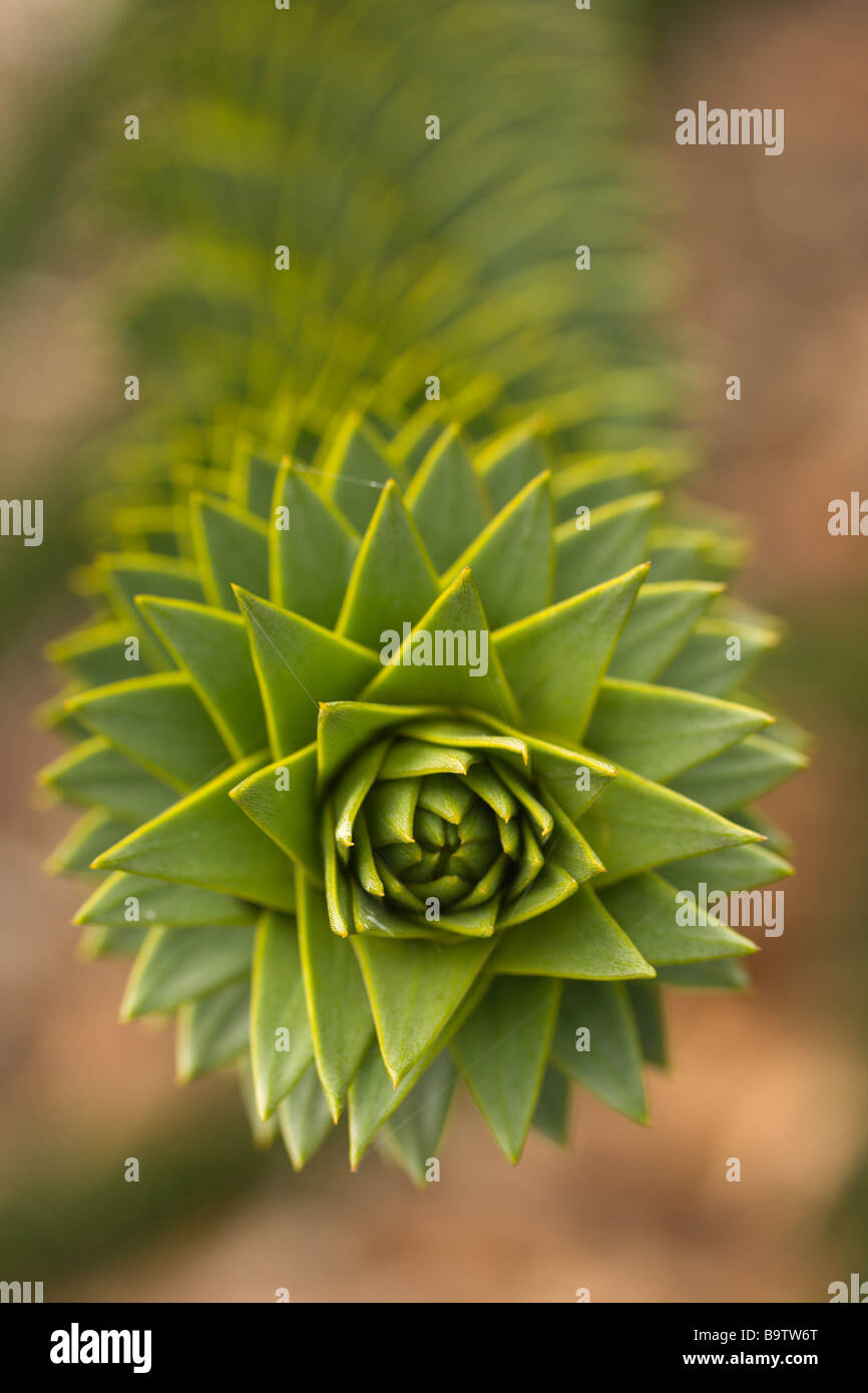 head-on-view-of-araucaria-araucana-monkey-puzzle-tree-branch-stock