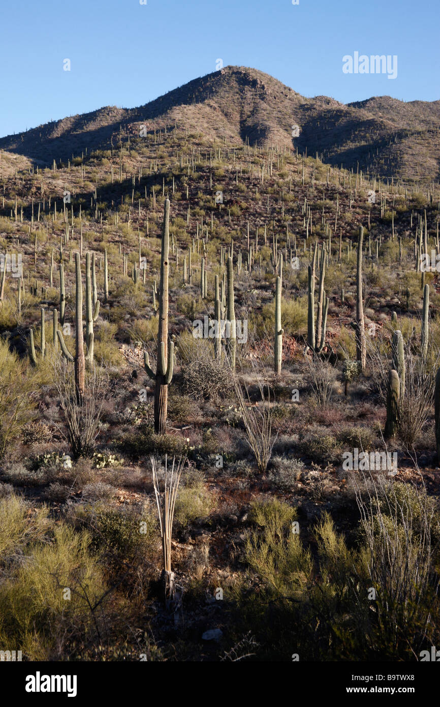 Cactus plants in desert Arizona USA Mostly saguaro cactus Stock Photo Alamy