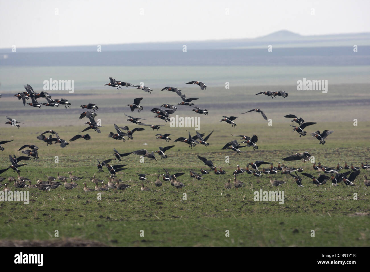 Red breasted goose Branta ruficollis flight mixed with white fronted geese Bulgaria winter Stock Photo