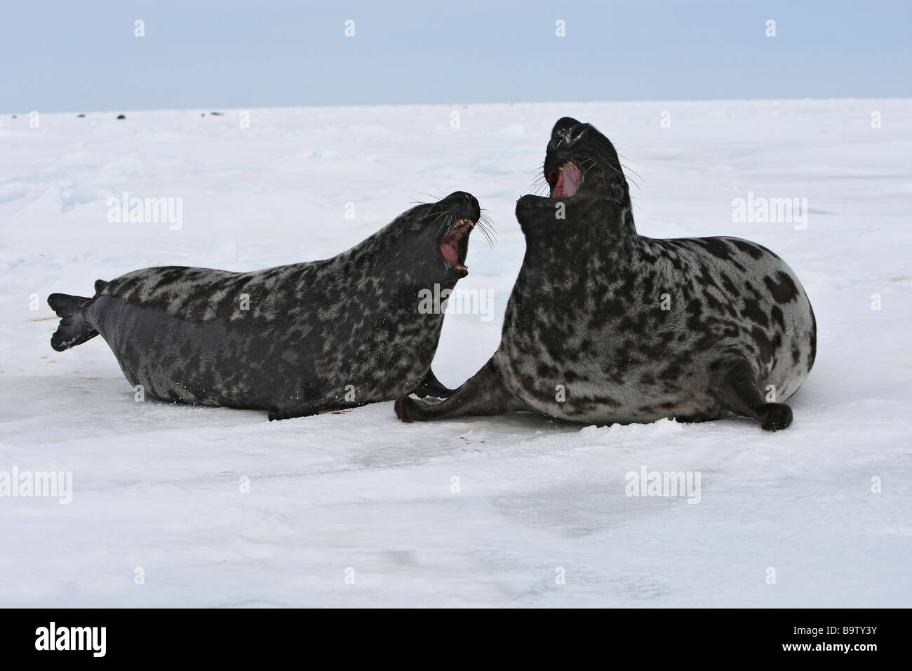 Hooded Seal (Cystophora cristata), female chasing male Stock Photo