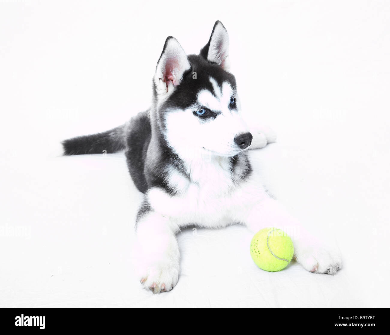 A Siberian Husky puppy Stock Photo - Alamy