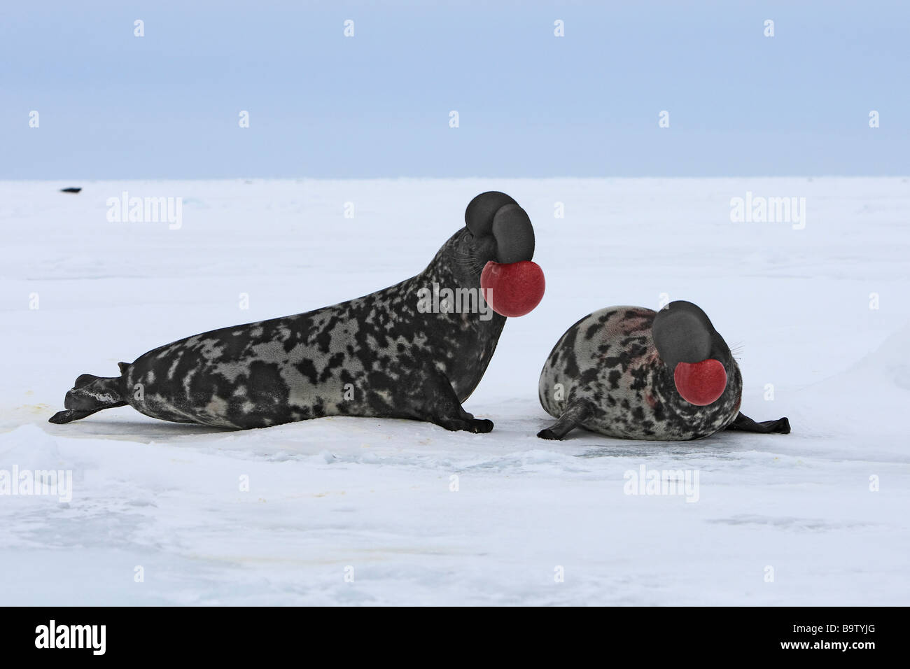 Hooded Seal (Cystophora cristata), fighting males Stock Photo