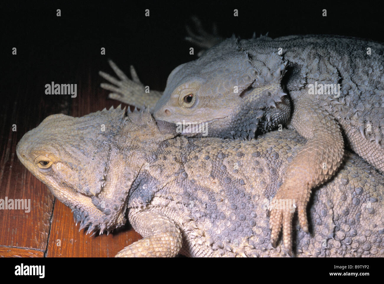 Bearded Dragon Mating Behaviour The Complete Overview VQMGBN Bearded Dragon Mating Behaviour The Complete Overview VQMGBN